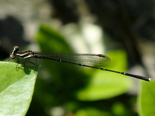Réf. 278 858 : Prodasineura autumnalis